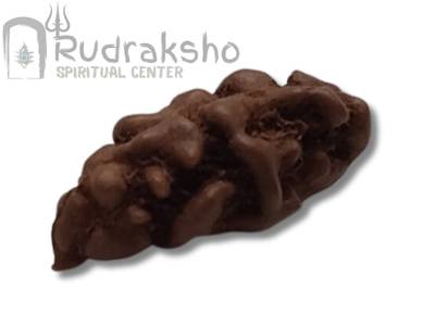 1 Mukhi Rudraksha from Indonesia